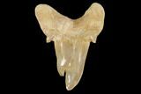 Pathological Otodus Shark Tooth - Morocco #116707-1